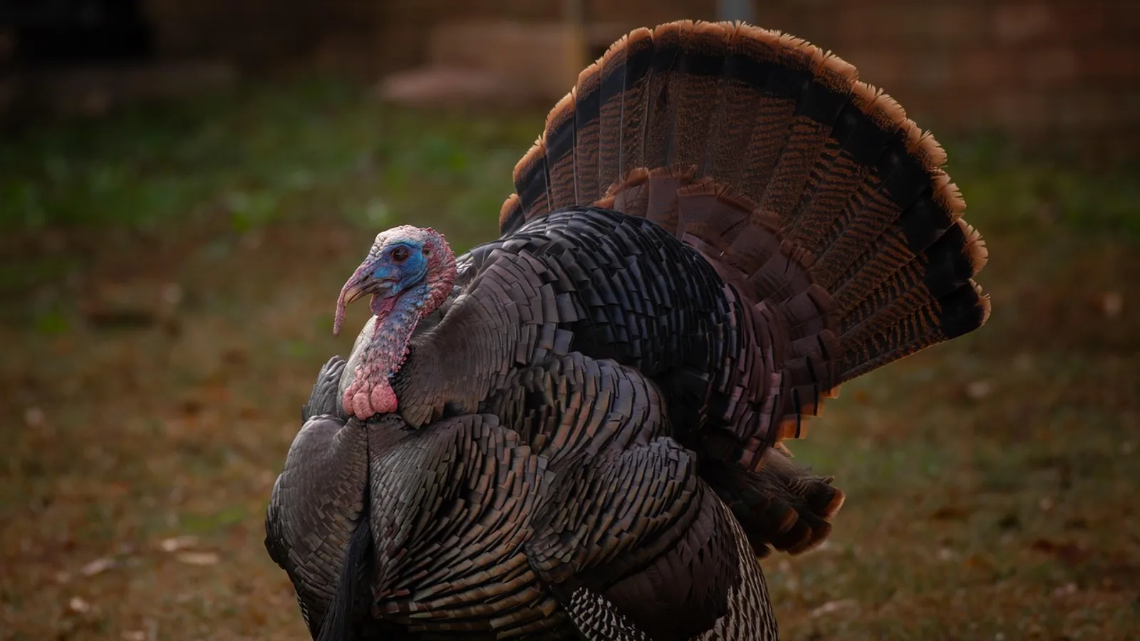 Turkey Colors: Plumage Varieties Explained