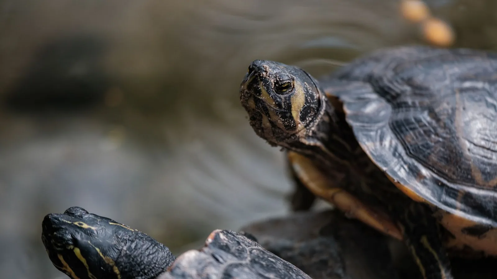 Red-Eared Slider Turtle Care Guide