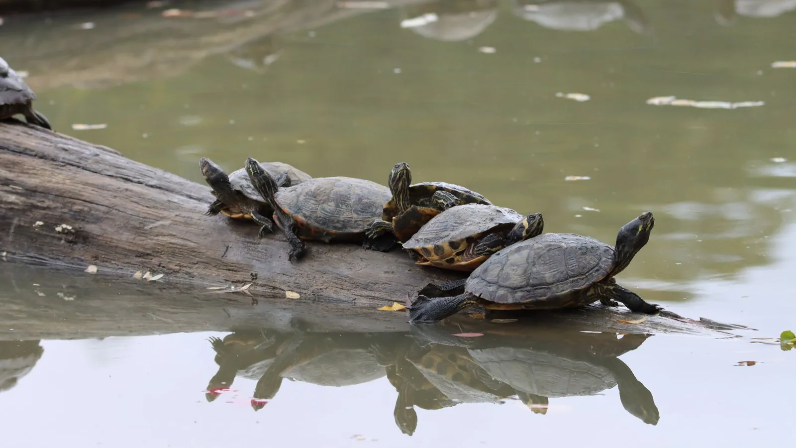 Russian Tortoise Diet Guide