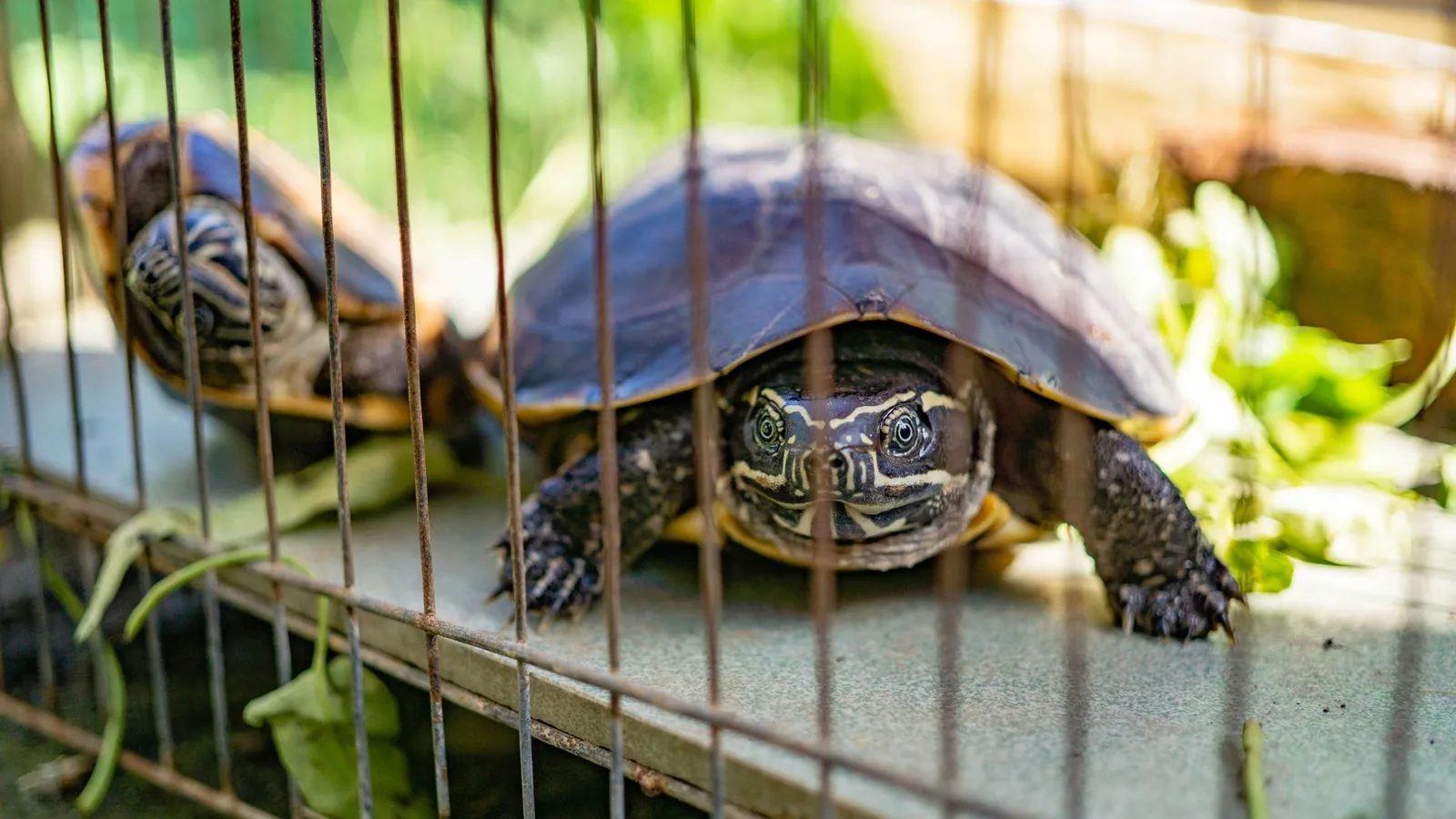 Sulcata Tortoise Pyramiding Prevention