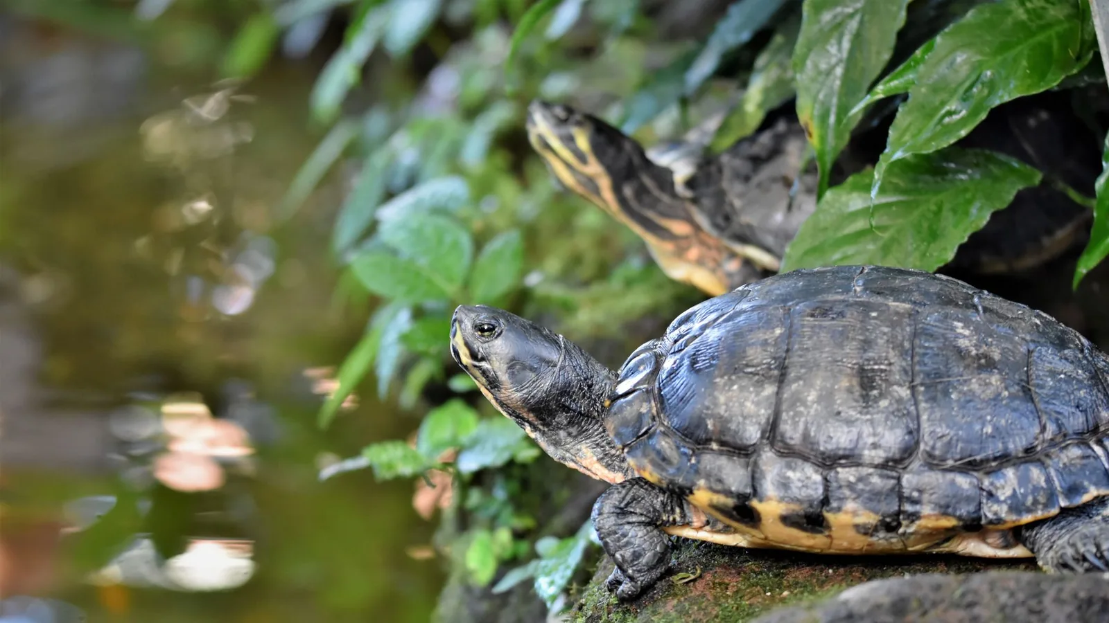 Box Turtle Care Guide