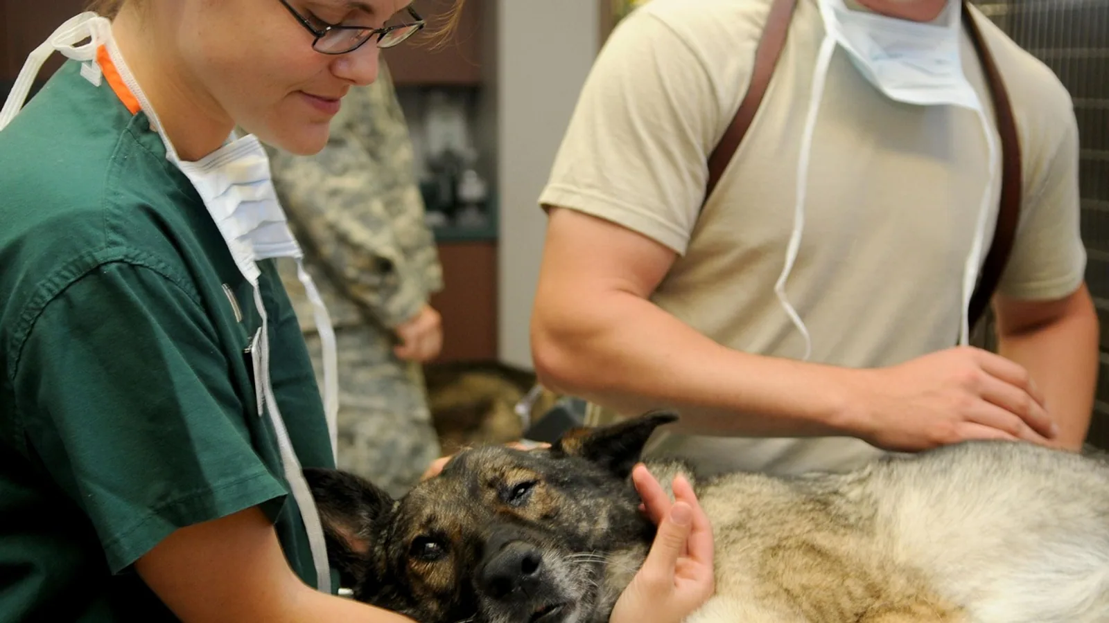 SIRS Criteria Explained: Vet and Clinical Context