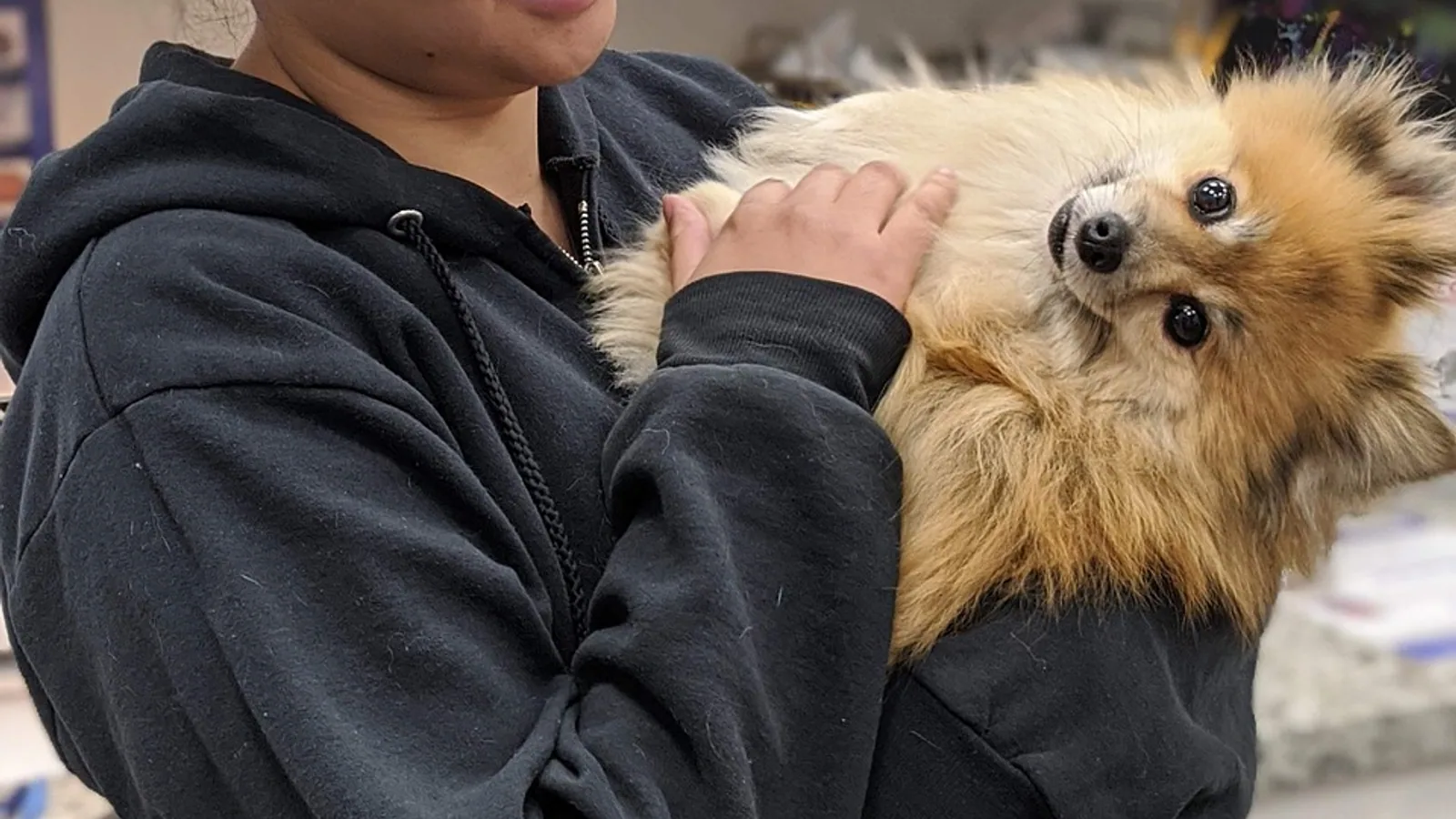 Paralytic Ileus: Causes and Management in Pets