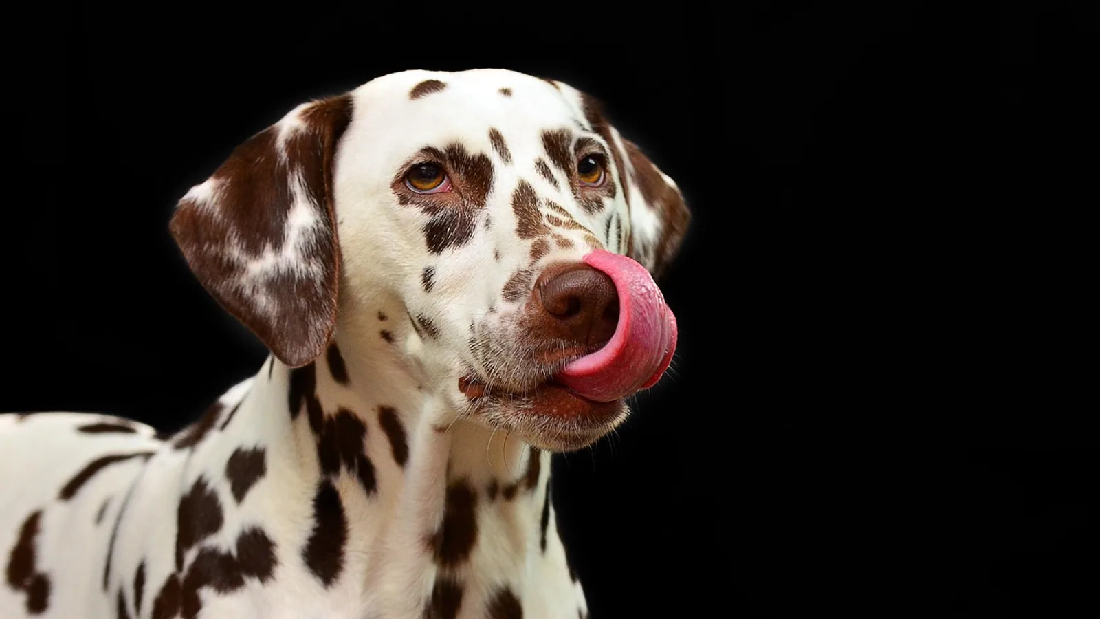 Yellow Feces in Dogs: Causes and When to Worry
