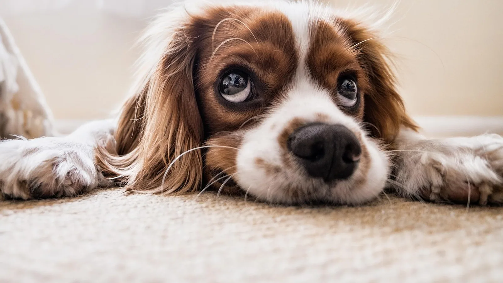 Rectal Prolapse in Dogs: Causes and Treatment