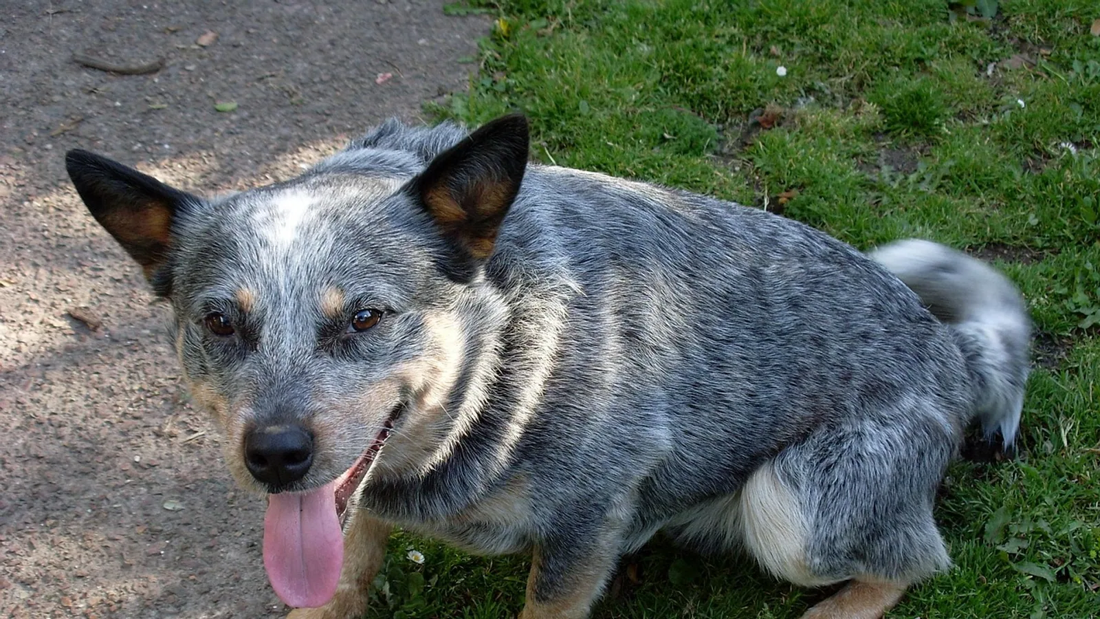 Fecal Transplant (FMT): Science and Veterinary Use