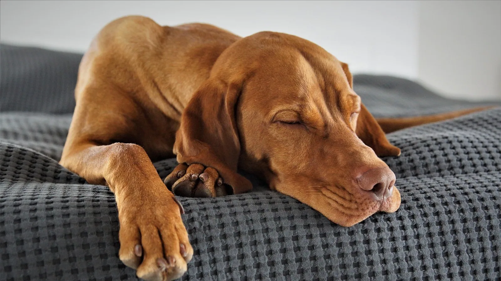 Xanax for Dogs: Uses, Dosing, and Safety