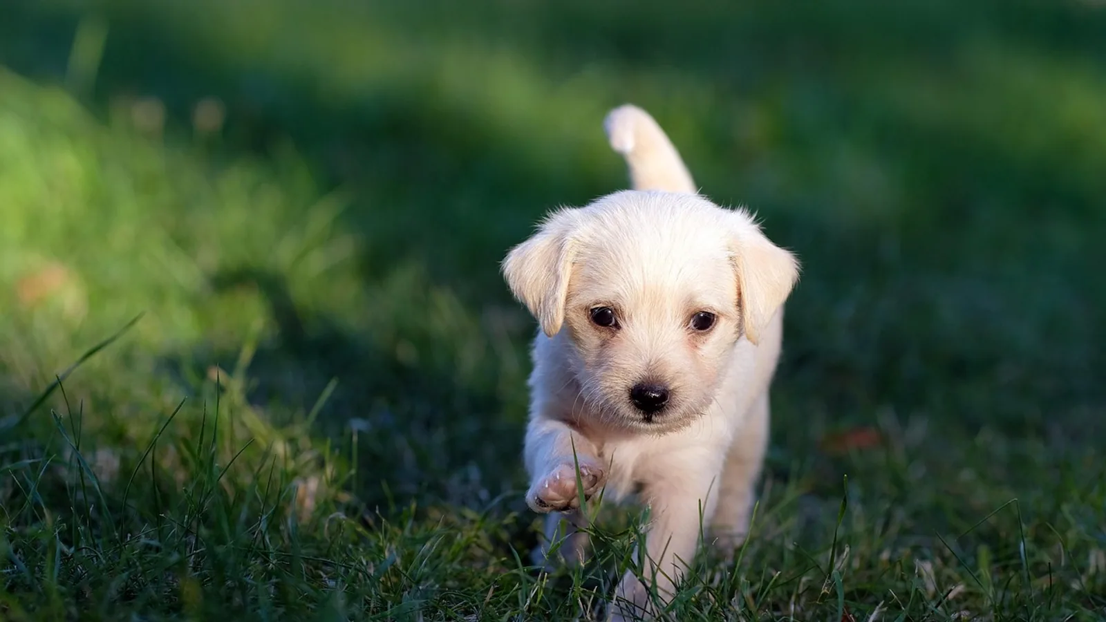 Maropitant for Dogs: Dosing and Uses
