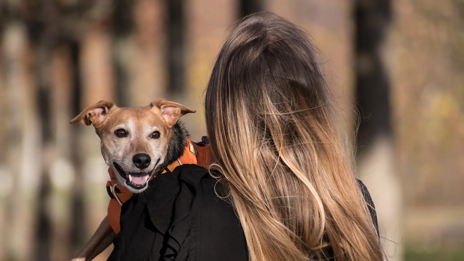 Norwich Terrier: Breed Traits and Health Problems