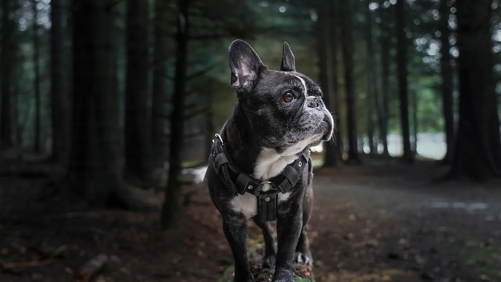 Amoxicillin vs Augmentin: Vet Guide to Differences