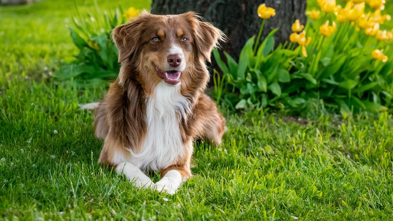 Can a Dog Eat Sauerkraut? Safety and Serving Tips