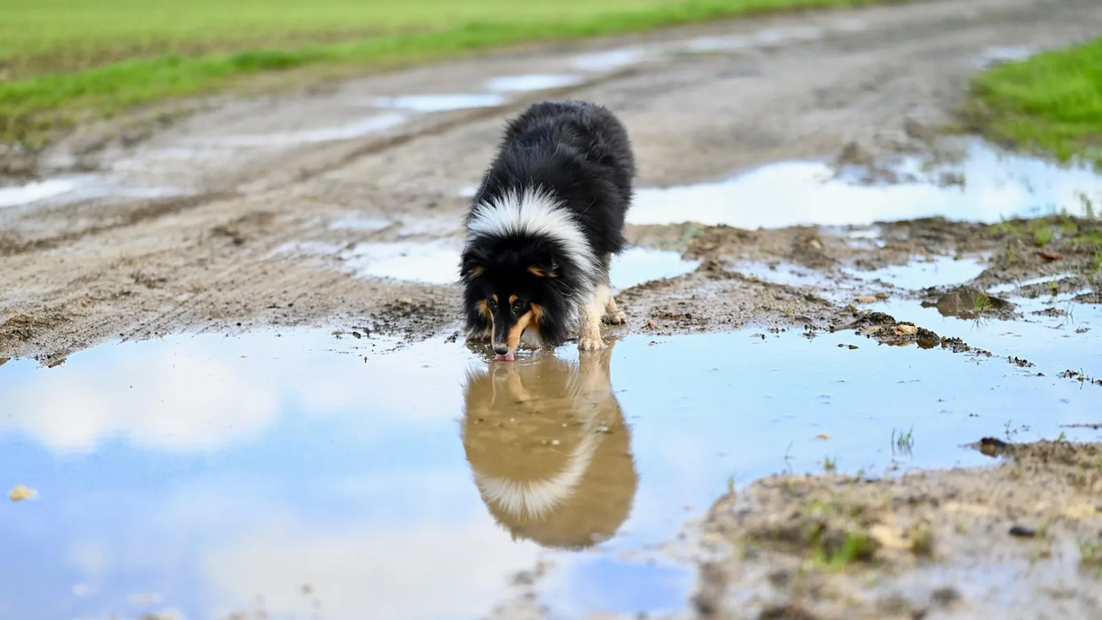 Keppra (Levetiracetam) for Dogs and Cats