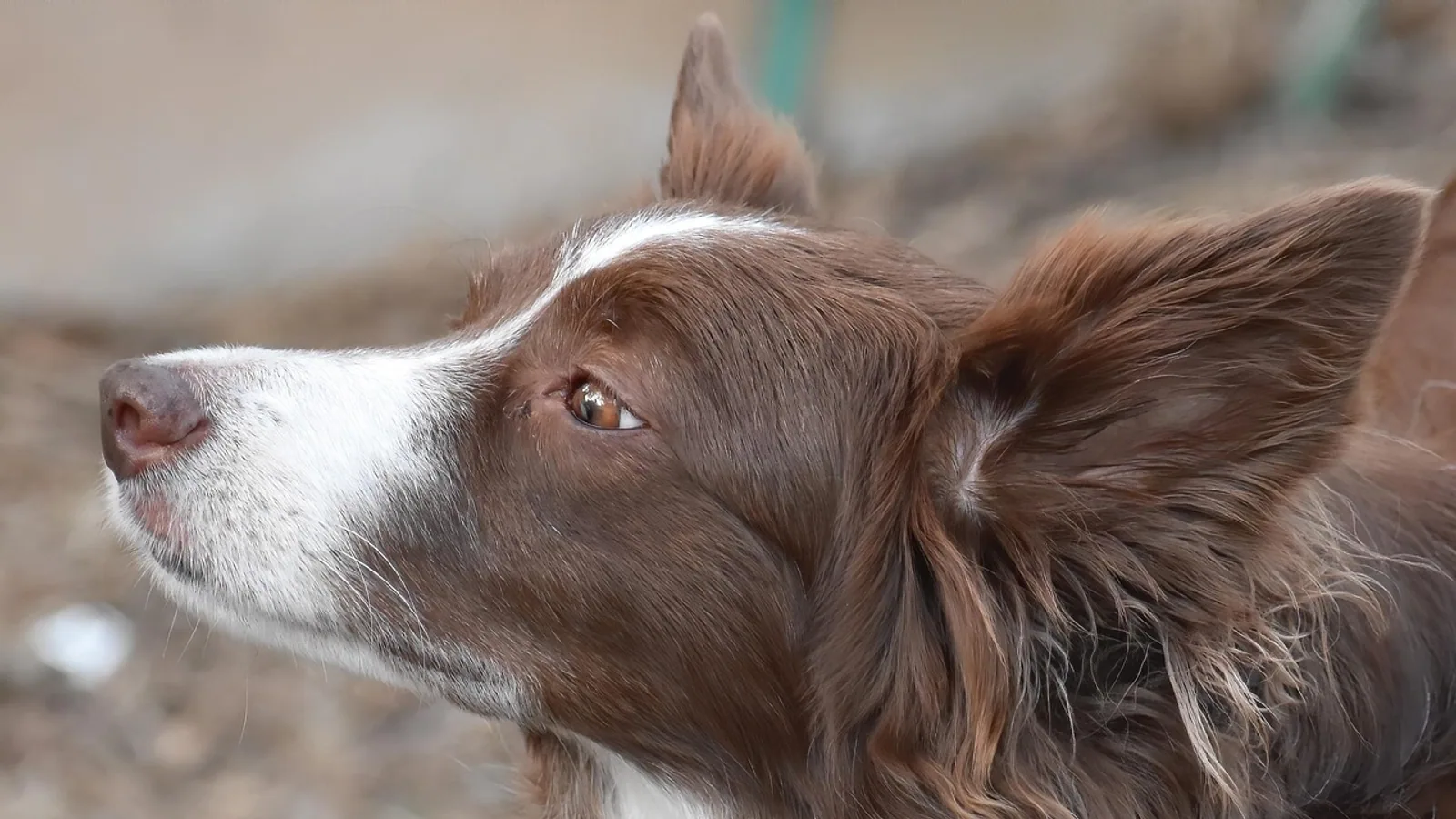 Canine Warts Treatment: Papilloma Options for Dogs