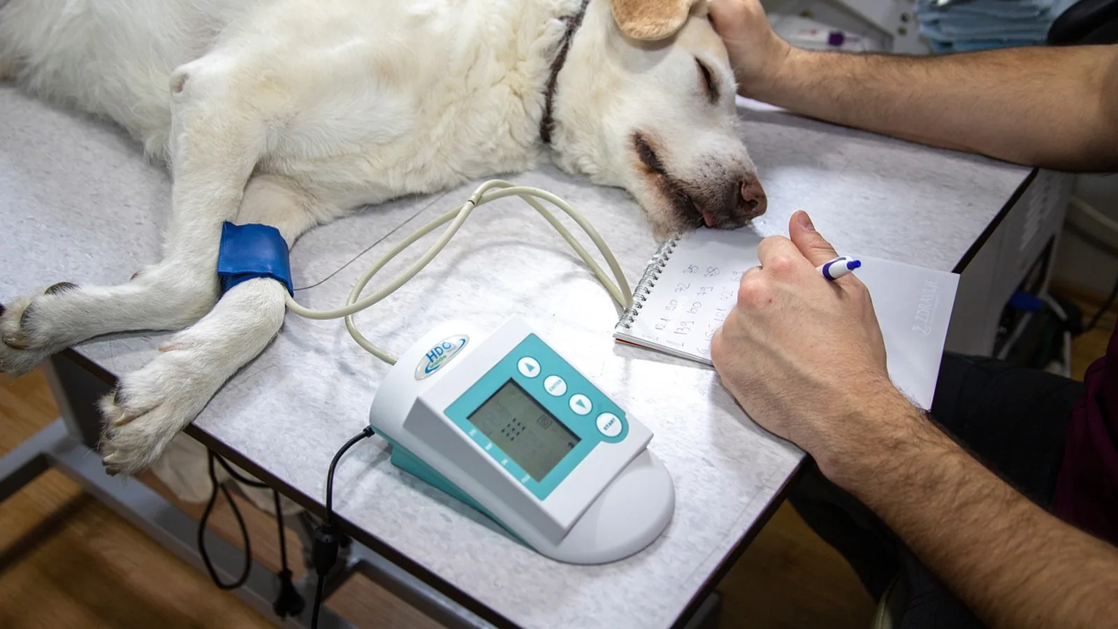 Tramadol 50 mg: Veterinary Use and Safety