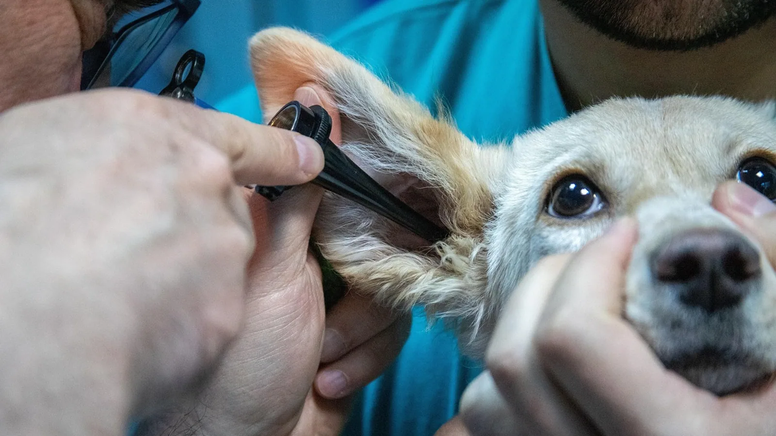 How to Calculate a Constant Rate Infusion (CRI) in Veterinary Patients
