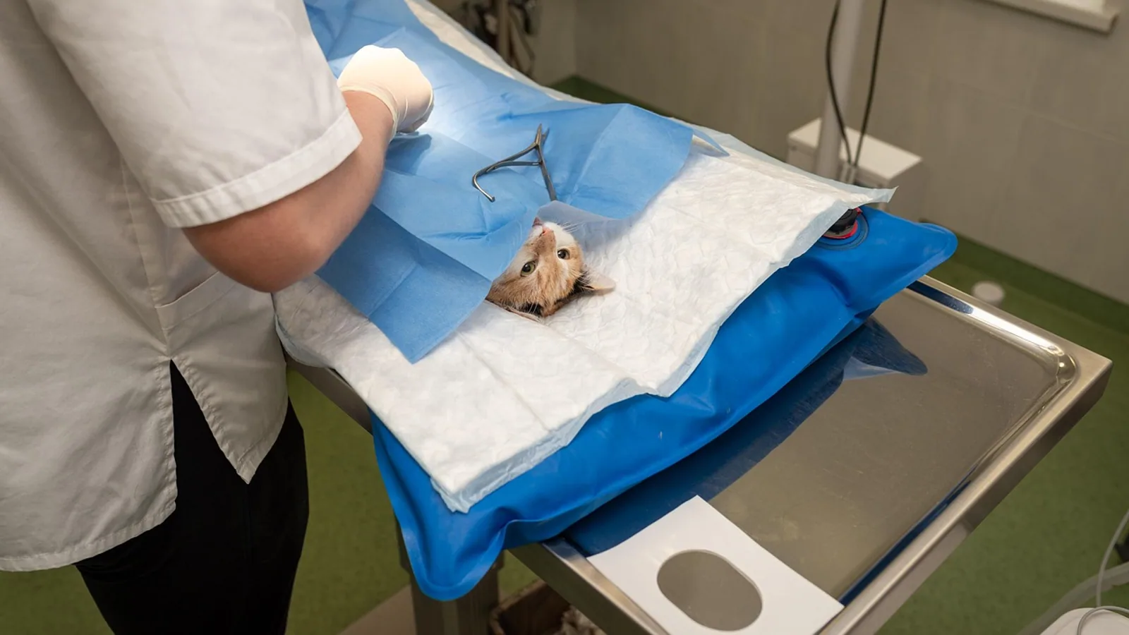 Umbilical Herniorrhaphy in Dogs: Procedure Steps