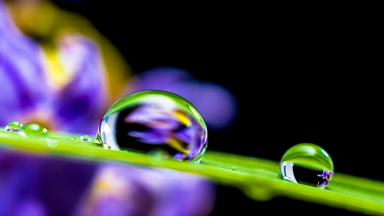 Capillary Action: Definition, Examples, and Mechanism