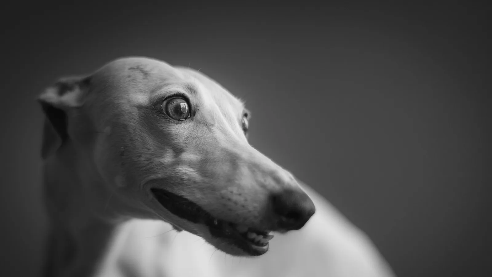 Whippet Dog Breed Guide: Temperament, Exercise, and Daily Care