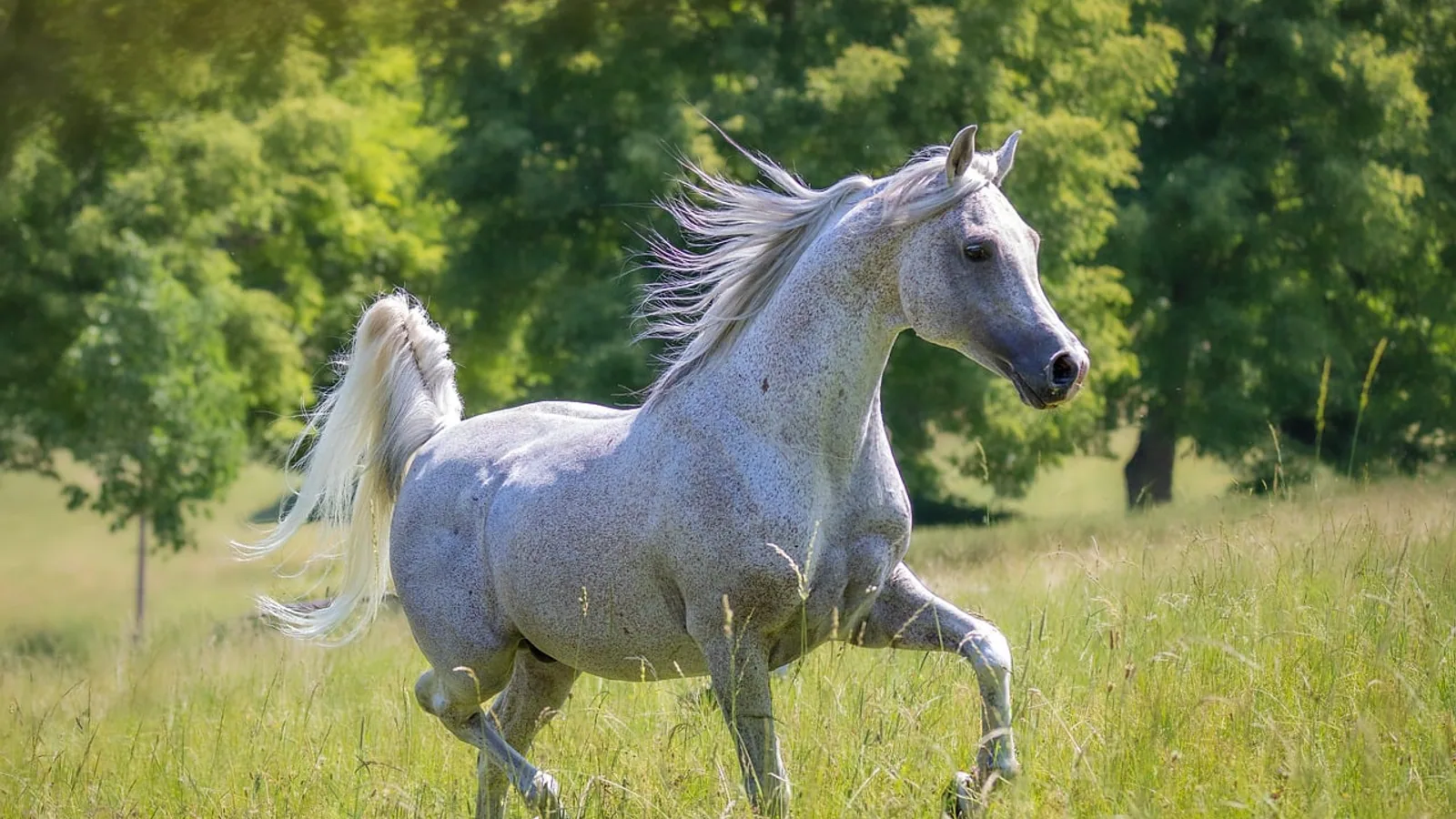 Arabian Horse: History, Temperament, Care, and Genetic Diseases