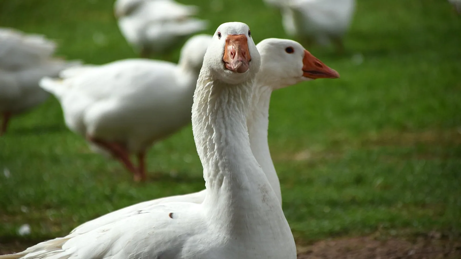 Goose Types: Breeds Compared for Eggs and Meat