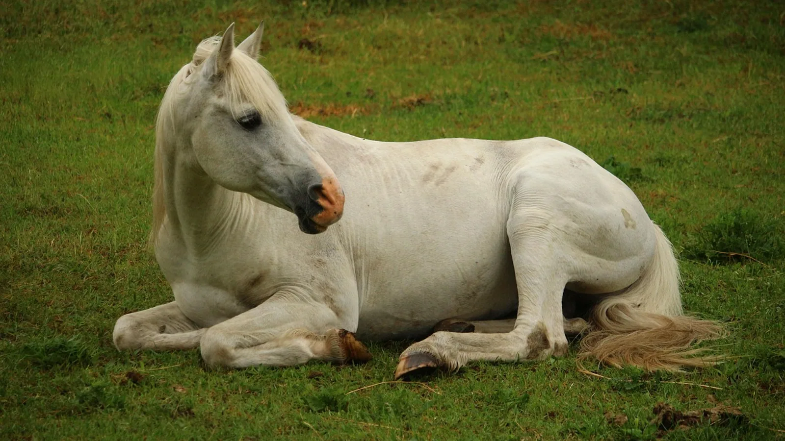 How Do Horses Sleep? Standing Up, Lying Down, and Sleep Deprivation