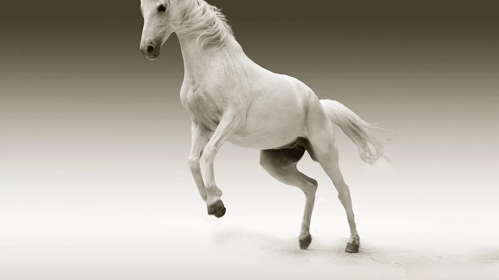 Horse Pill: How to Give Oral Medication to Horses