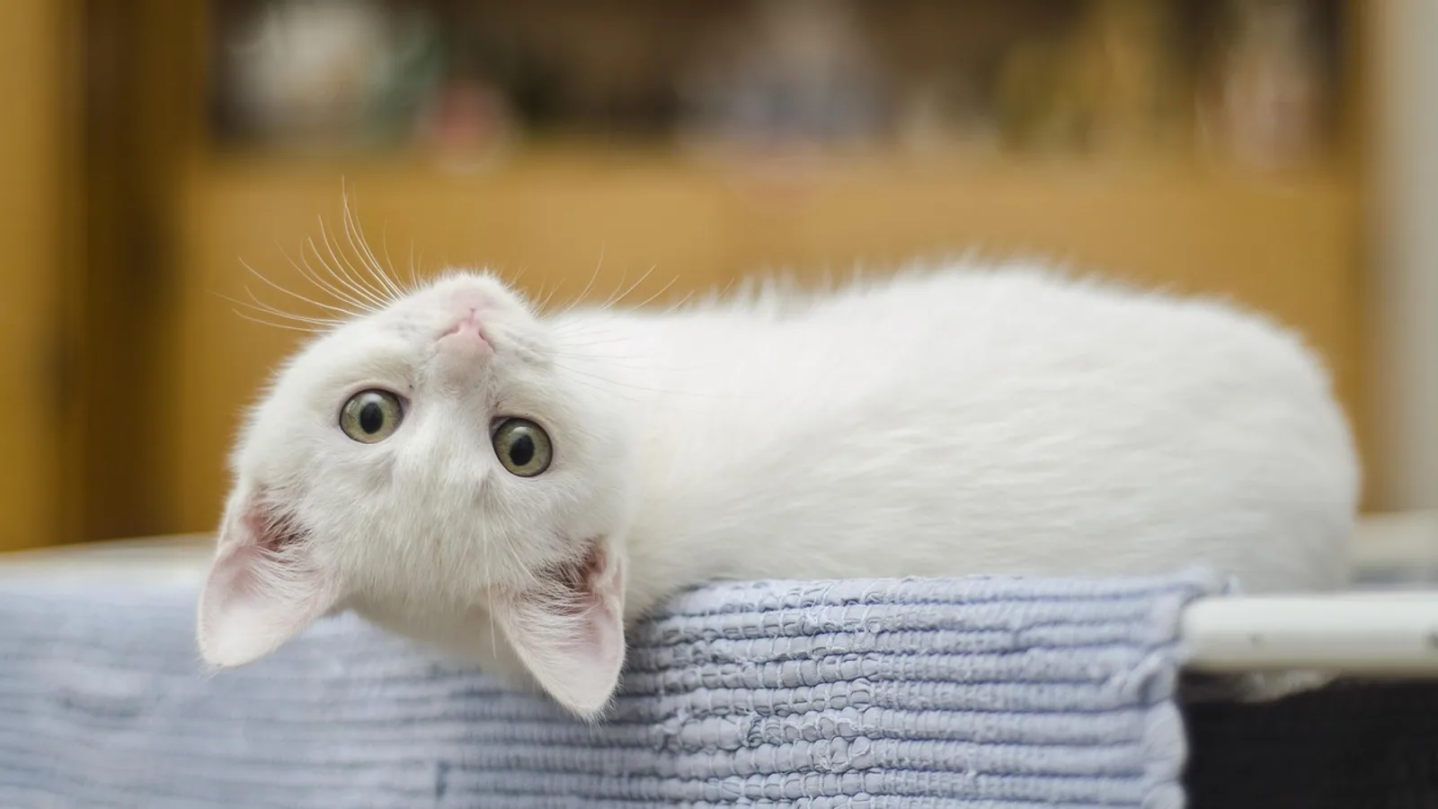 Best Cat Treats for Training: Vet-Approved Tips