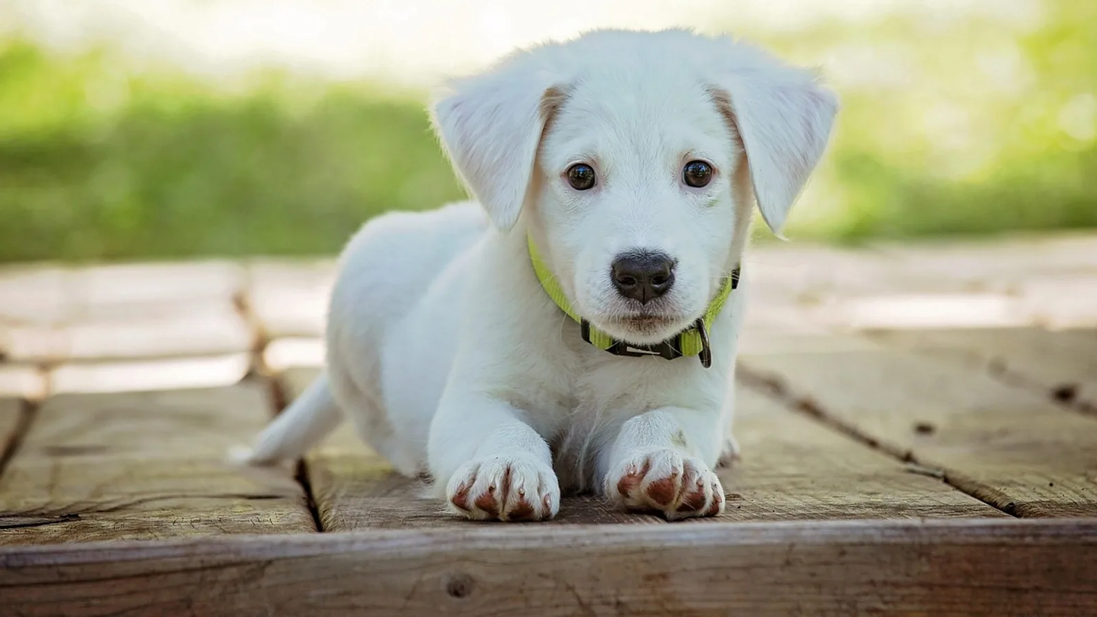 Can Dogs Eat Fish? Safe Types, Benefits, and Risks