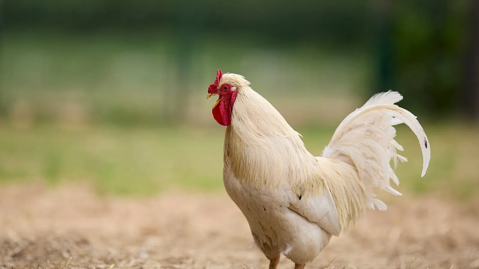 Indio Gigante: Giant Chicken Breed Profile