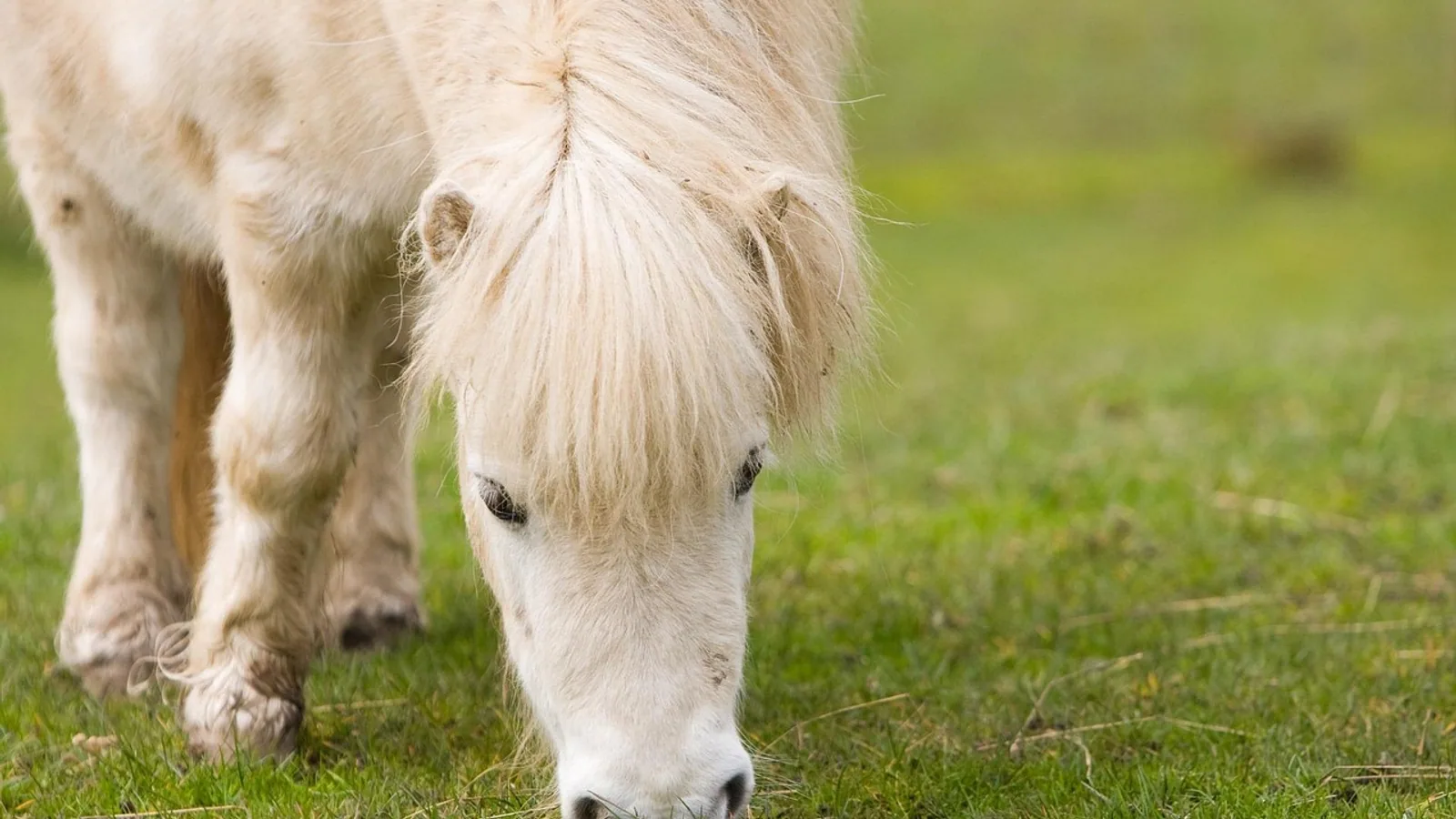 Shetland Pony Care: Feeding, Hoof, and Health Guide