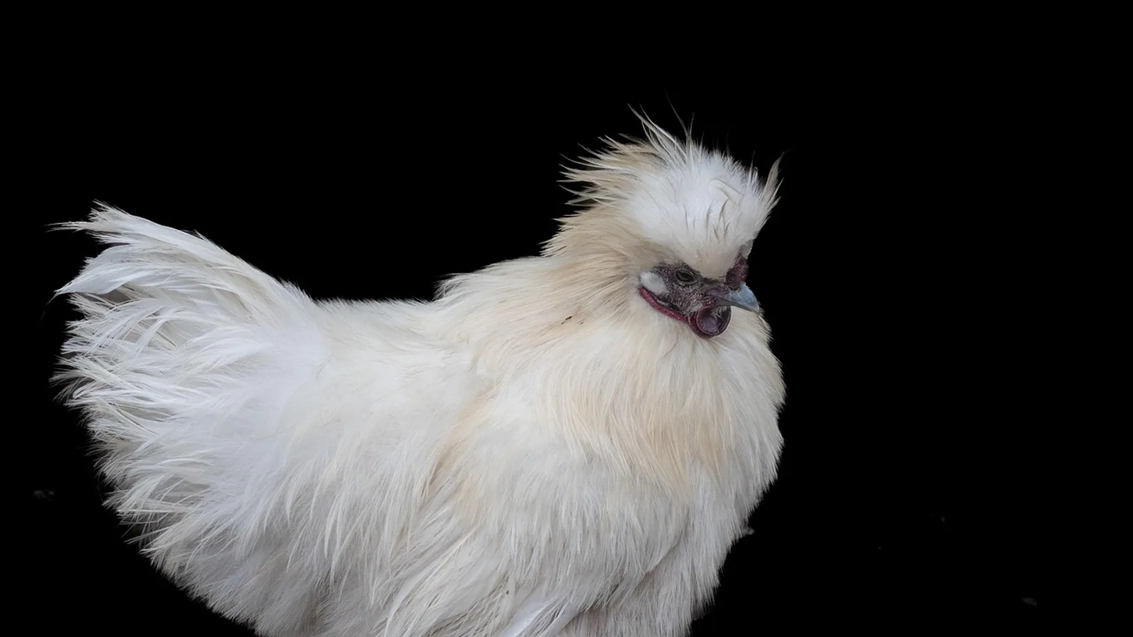 Bantam Silkies: Breed Care and Health Guide