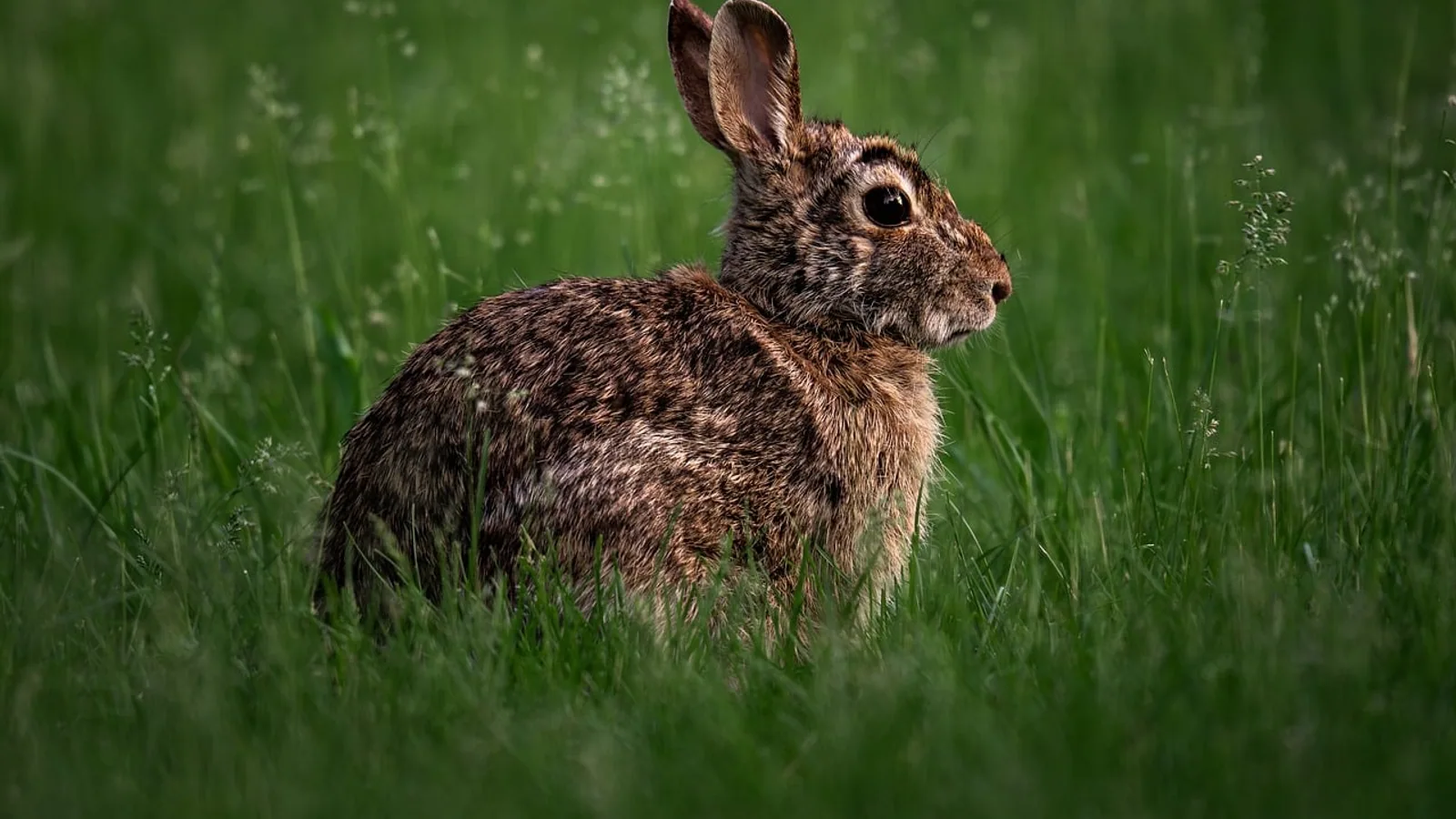 Rabbits With Tentacles or Horns: Shope Papillomavirus Explained