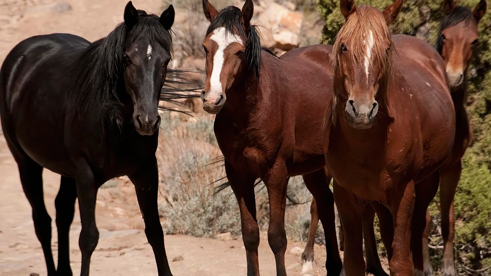 Mustang Horse: Wild Origins, BLM Adoption, Training, and Care