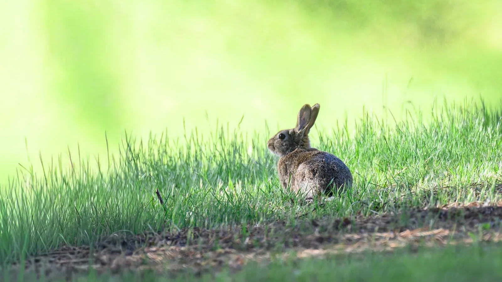 Rabbit Dewlap: What It Is, What Is Normal, and Problems