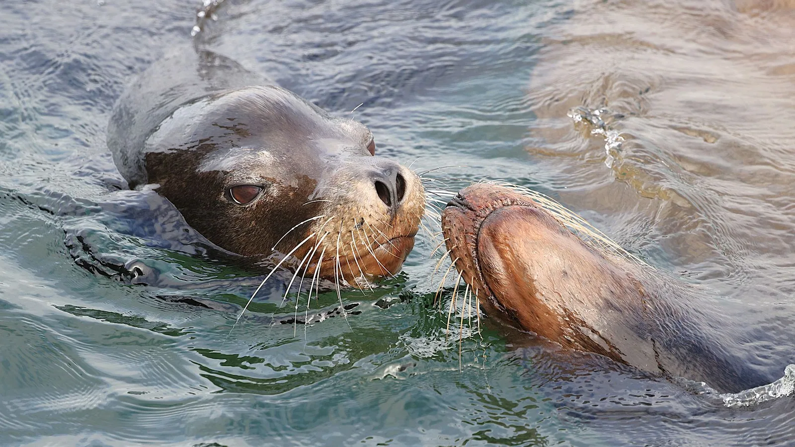 Animal Senses Meaning in Hindi: Understanding Sensory Terms