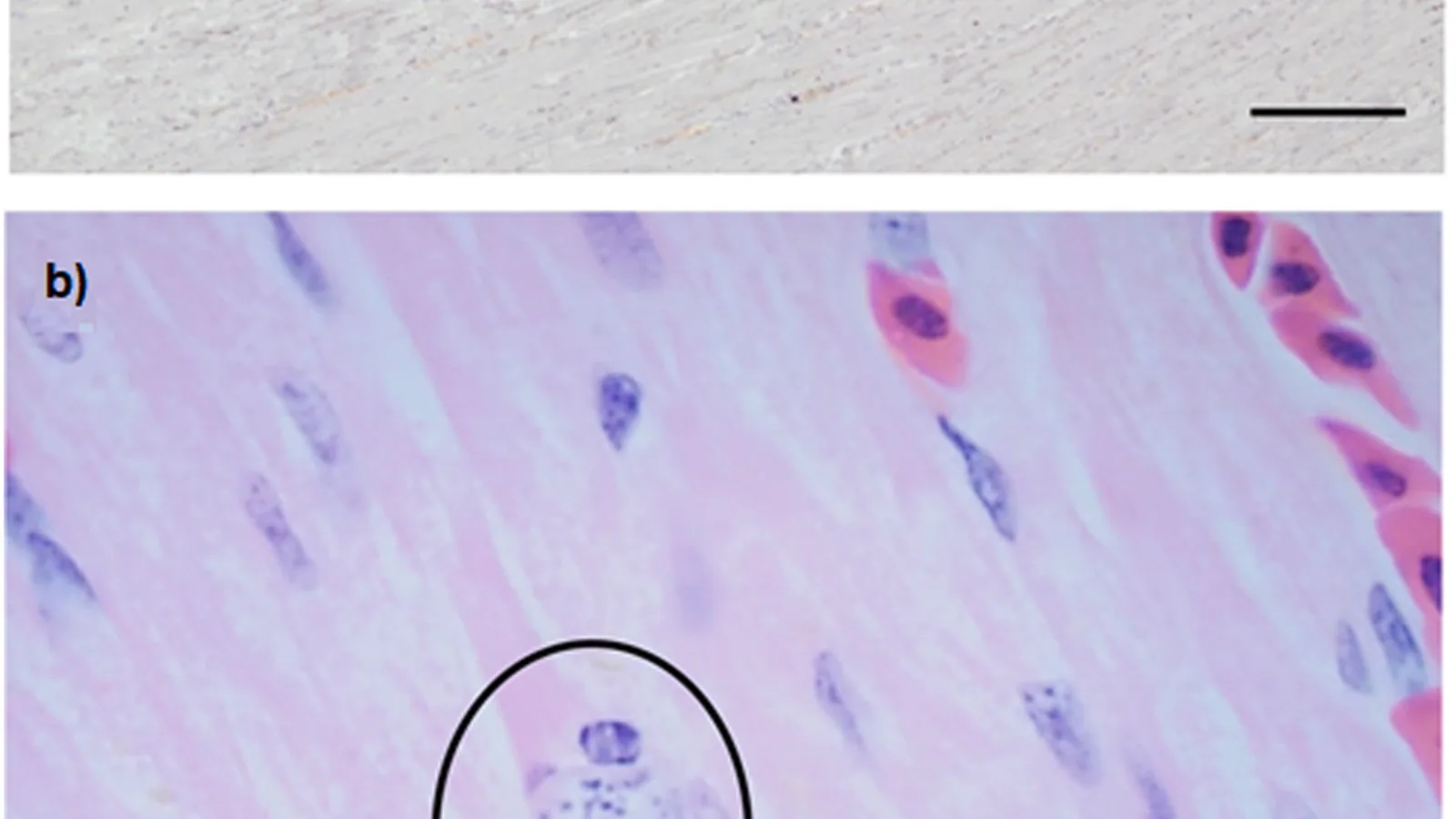 Wildlife parasite microscopy