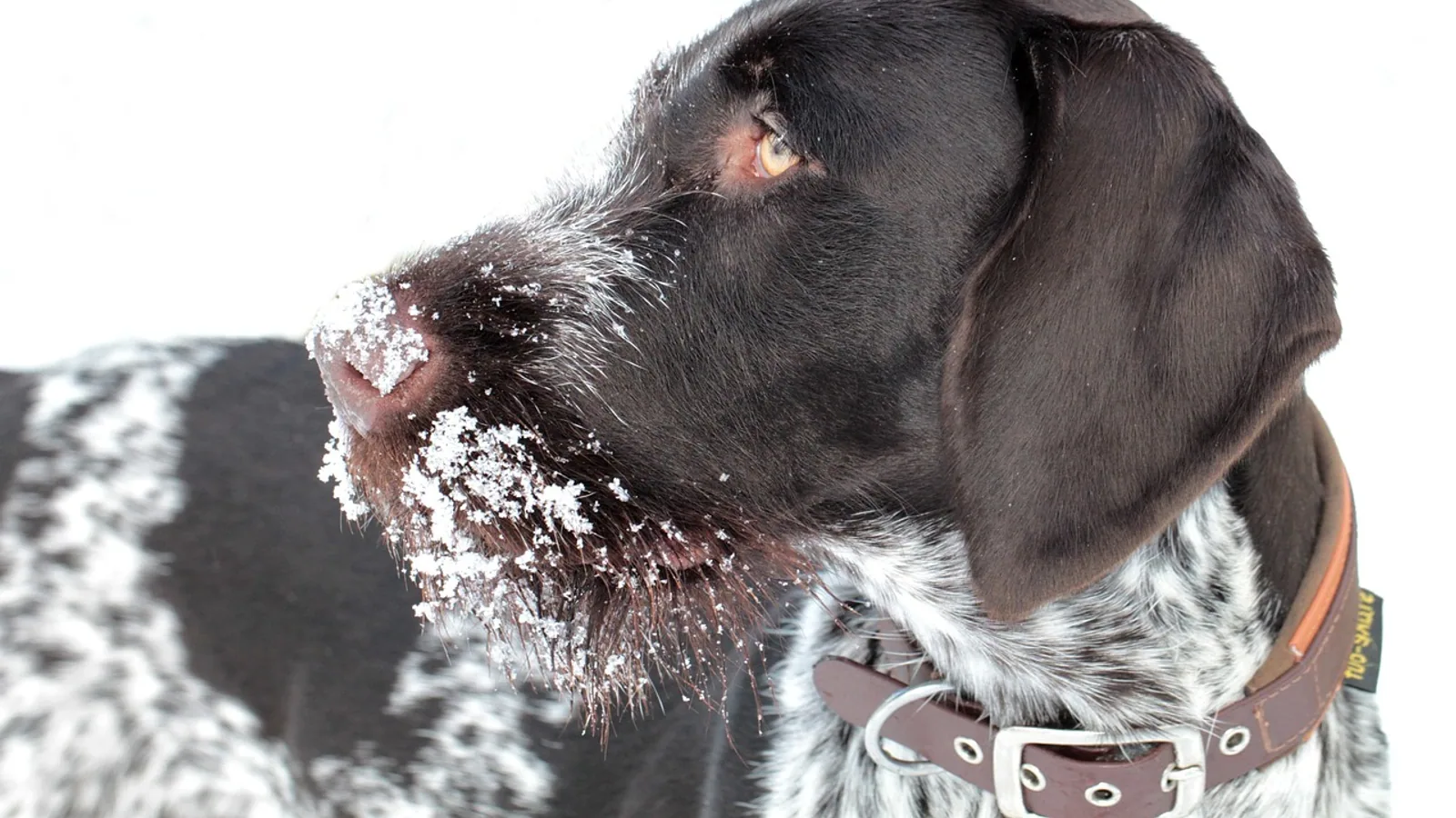 Pudelpointer: Breed Profile and Health Guide