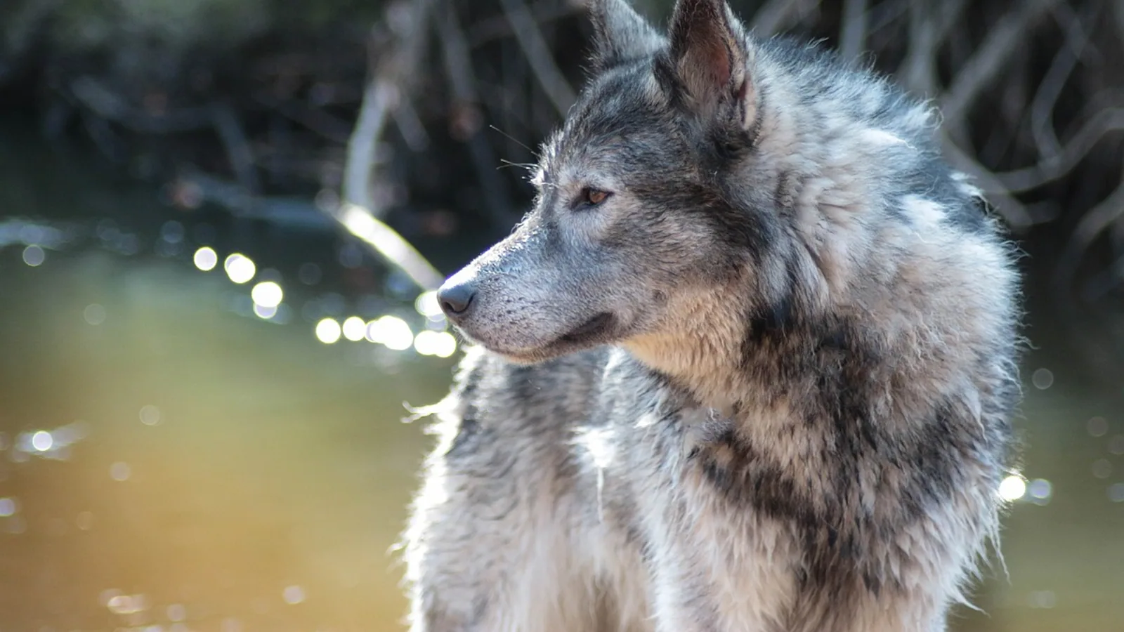 Wolf Dog Hybrids: Temperament, Health, and Legal Reality