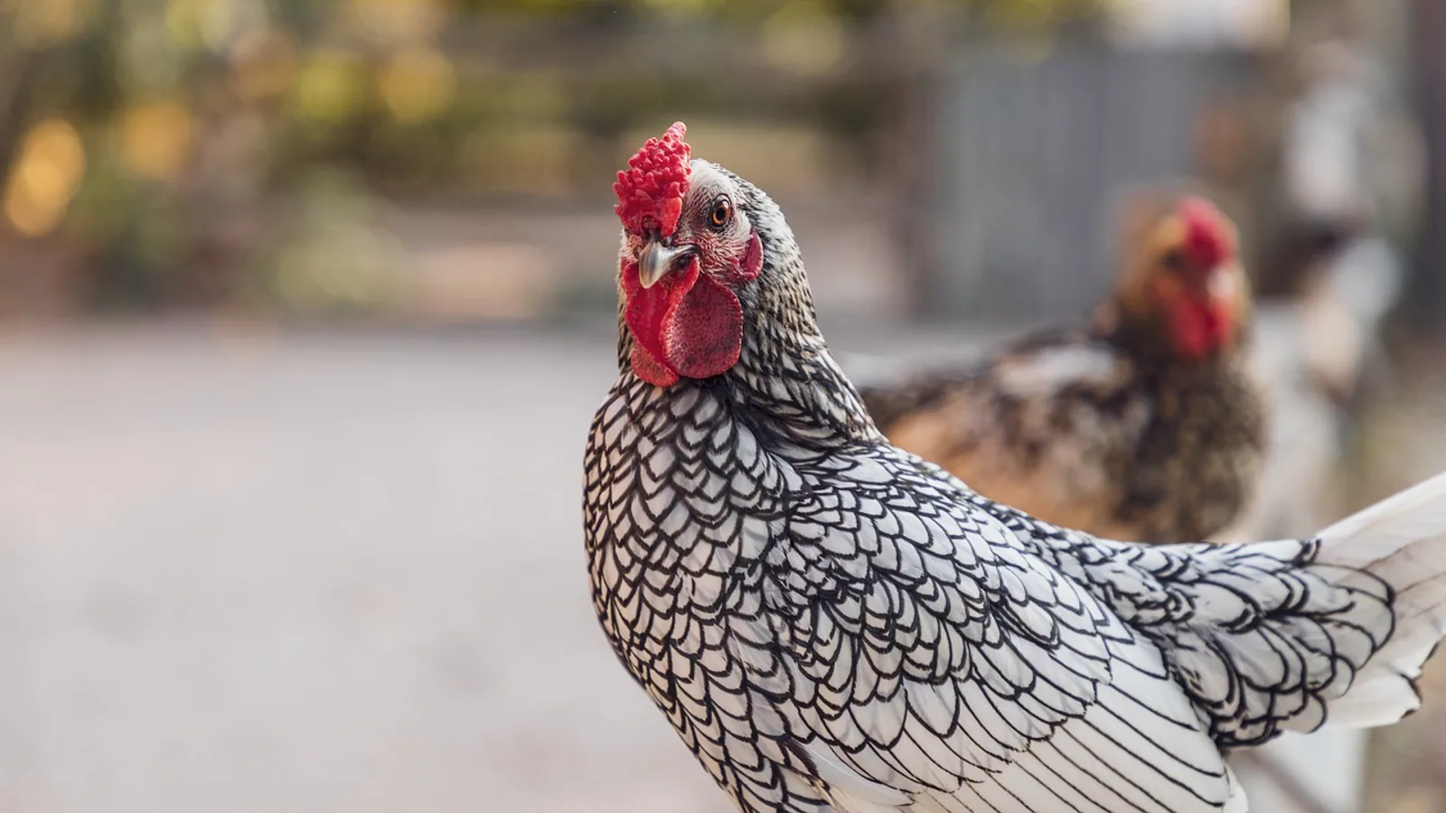 Blue Wyandotte Hen: Traits, Eggs, and Care