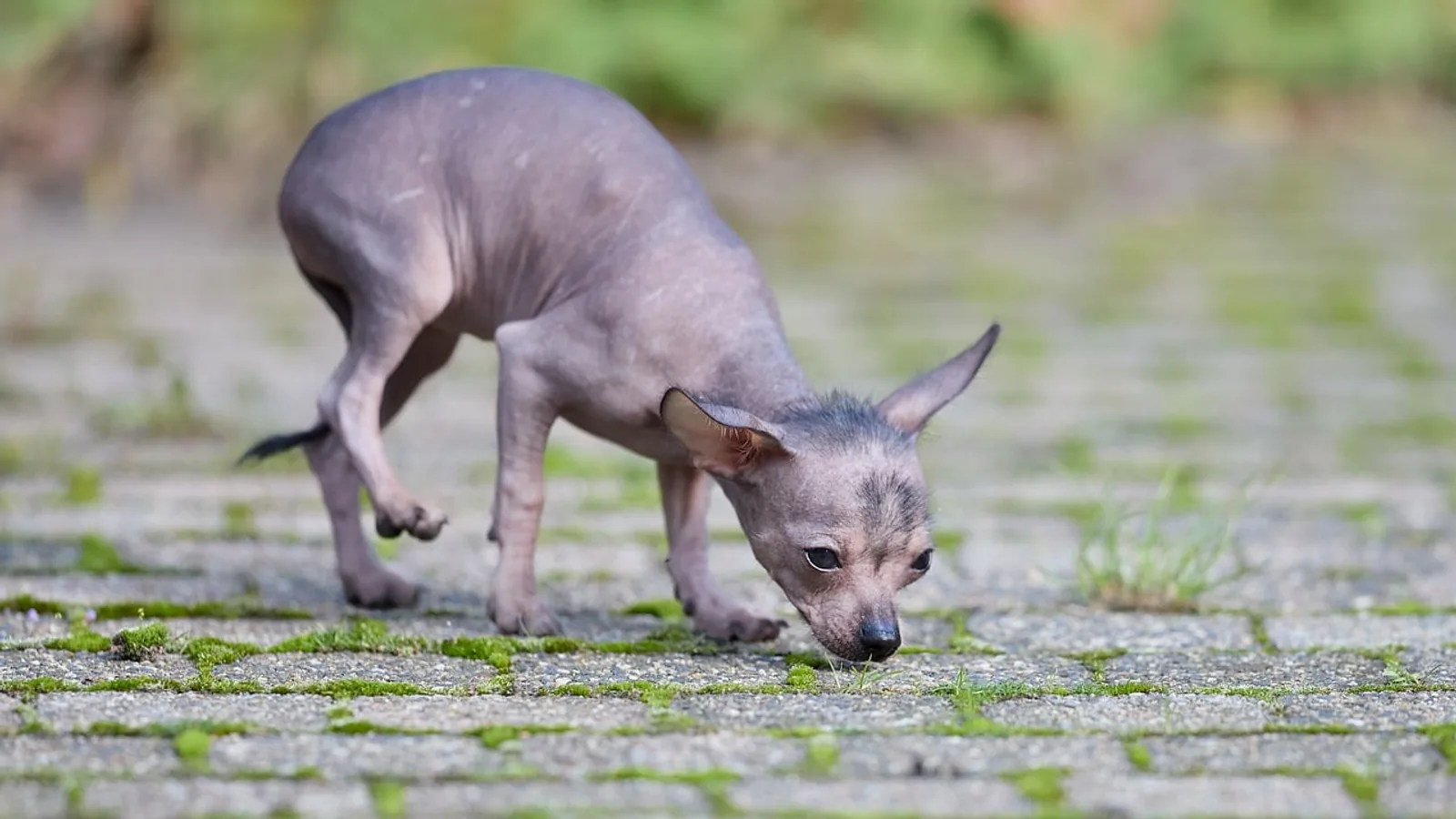 Xoloitzcuintli (Mexican Hairless Dog): Care, Skin, and Health