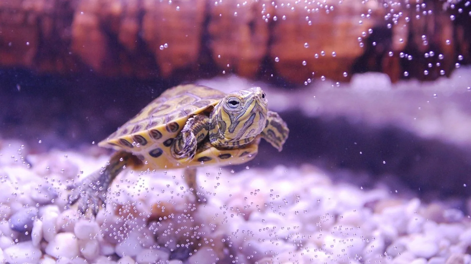 Yellow Belly Turtle Care: Habitat and Diet