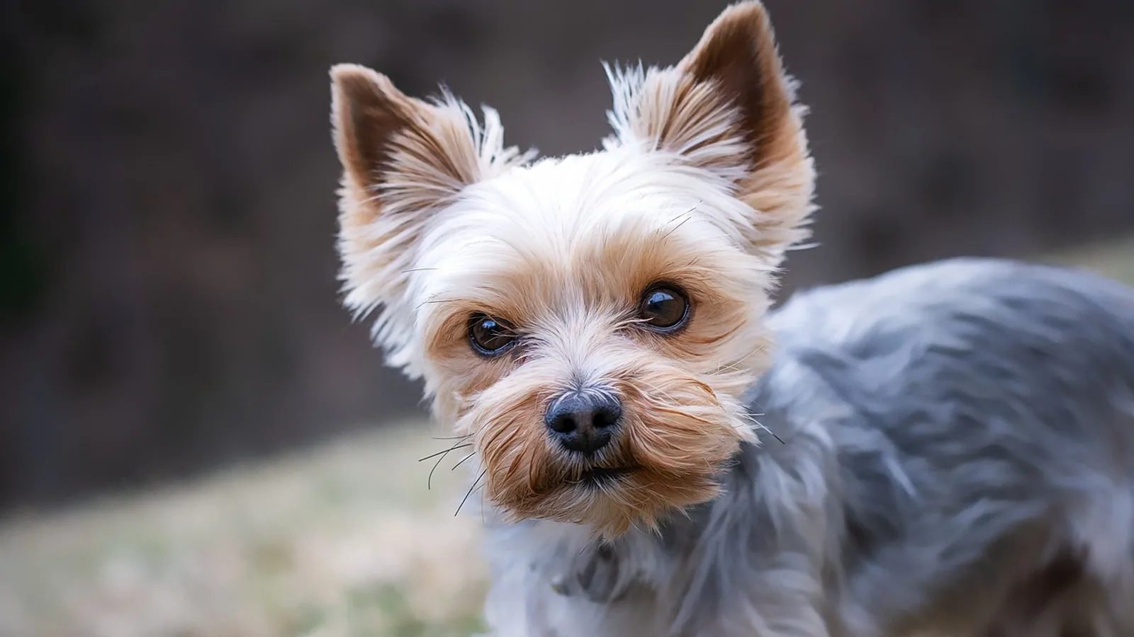 Do Dogs Get Lice? Canine Lice Explained