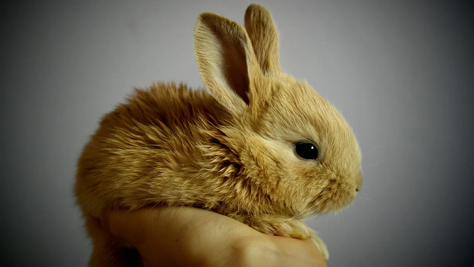 Fat Rabbit: Obesity Risks and Weight Management