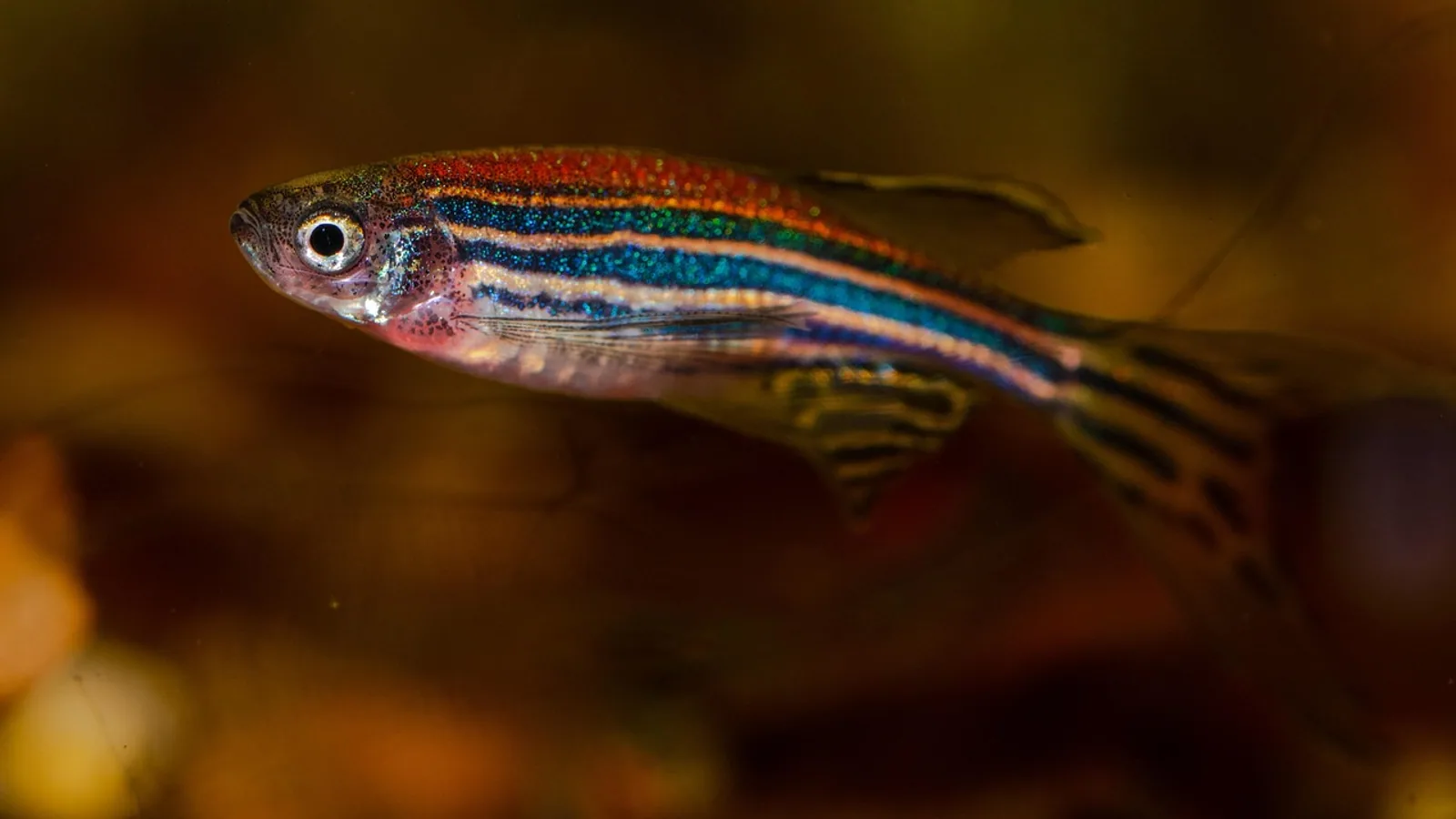 Danio Rerio: Zebrafish Biology and Research Use